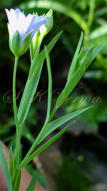  Flowering branch